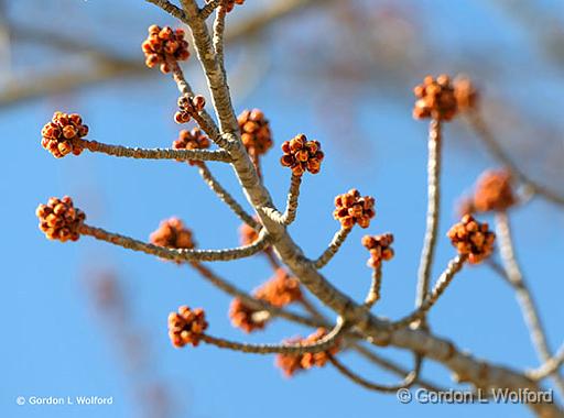 First Buds Of Spring_P1040674.jpg - Photographed at Smiths Falls, Ontario, Canada.